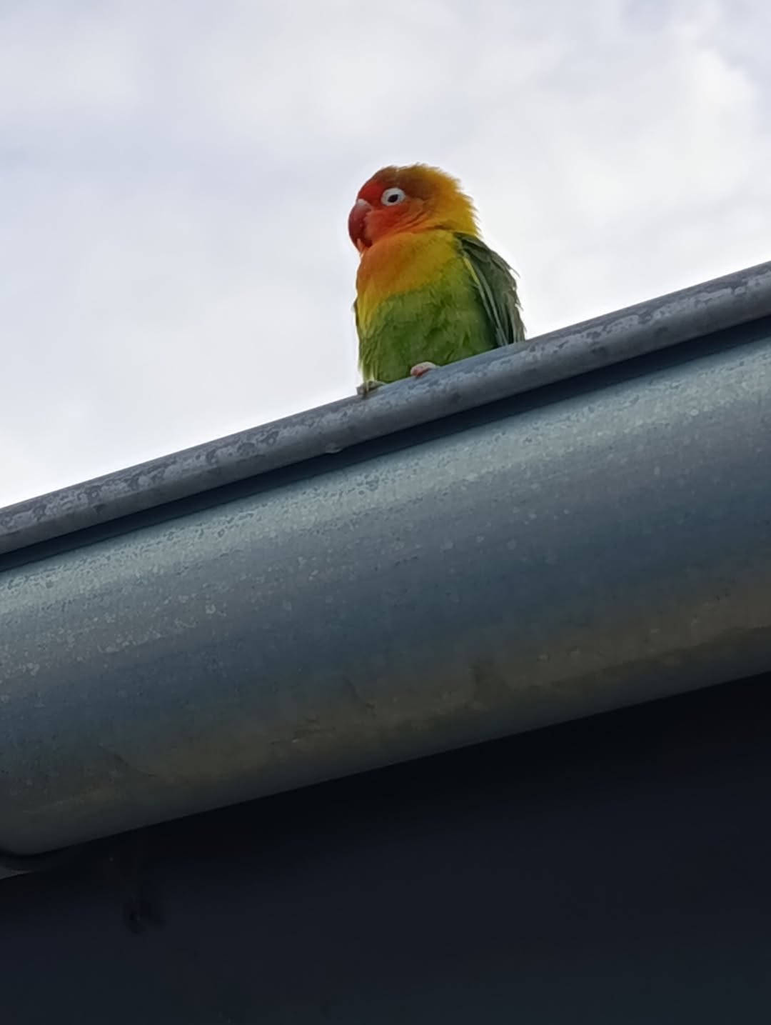 Found bird