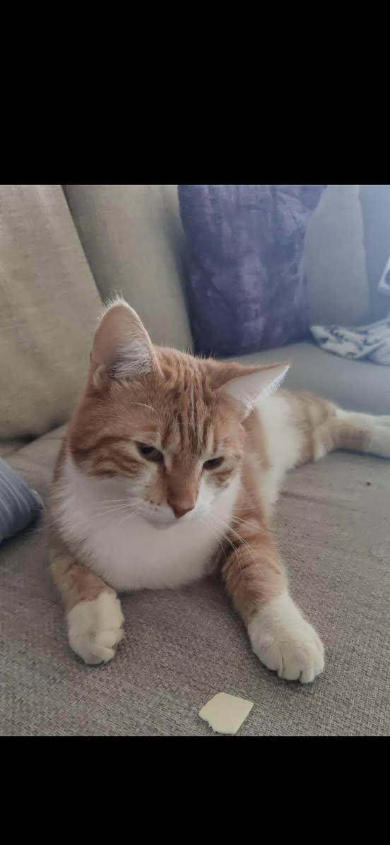 Lost Cat in Fredrikstad