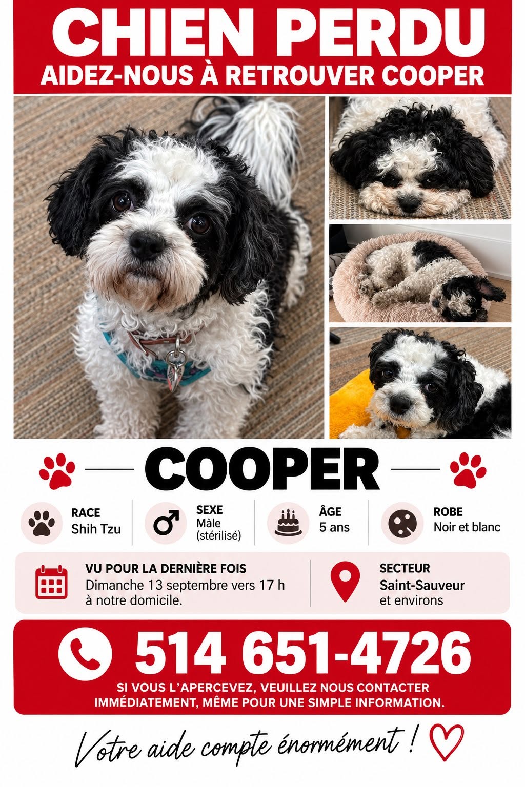 Lost Dog in Saint-Sauveur