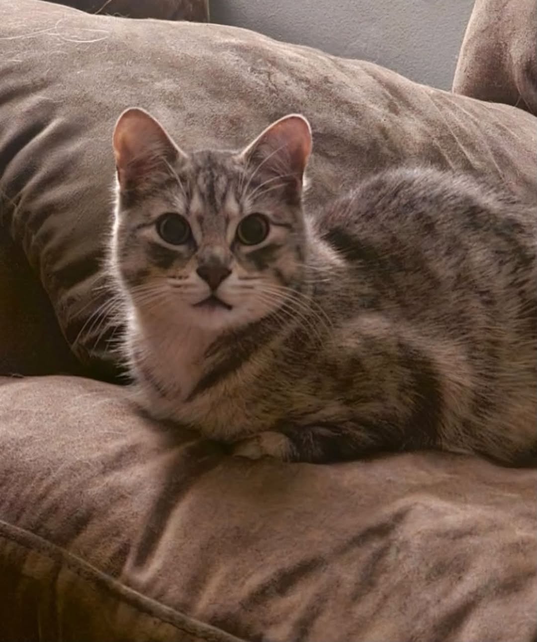 Lost Cat in Grey-Bruce
