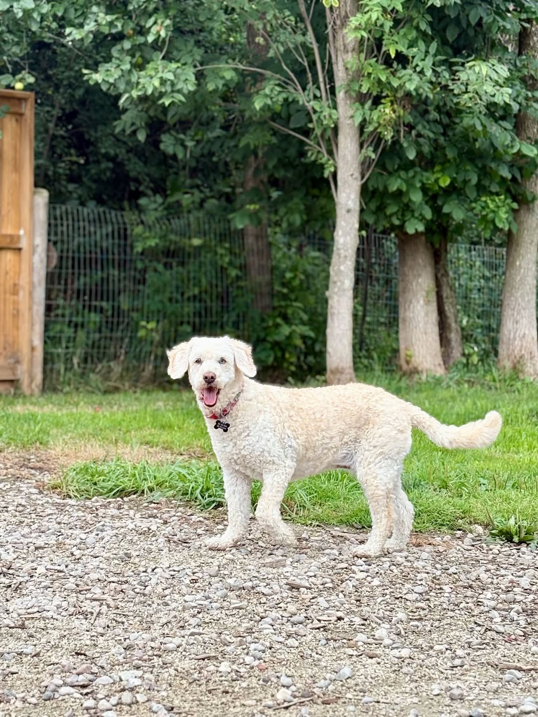 Lost Dog in Nottawa