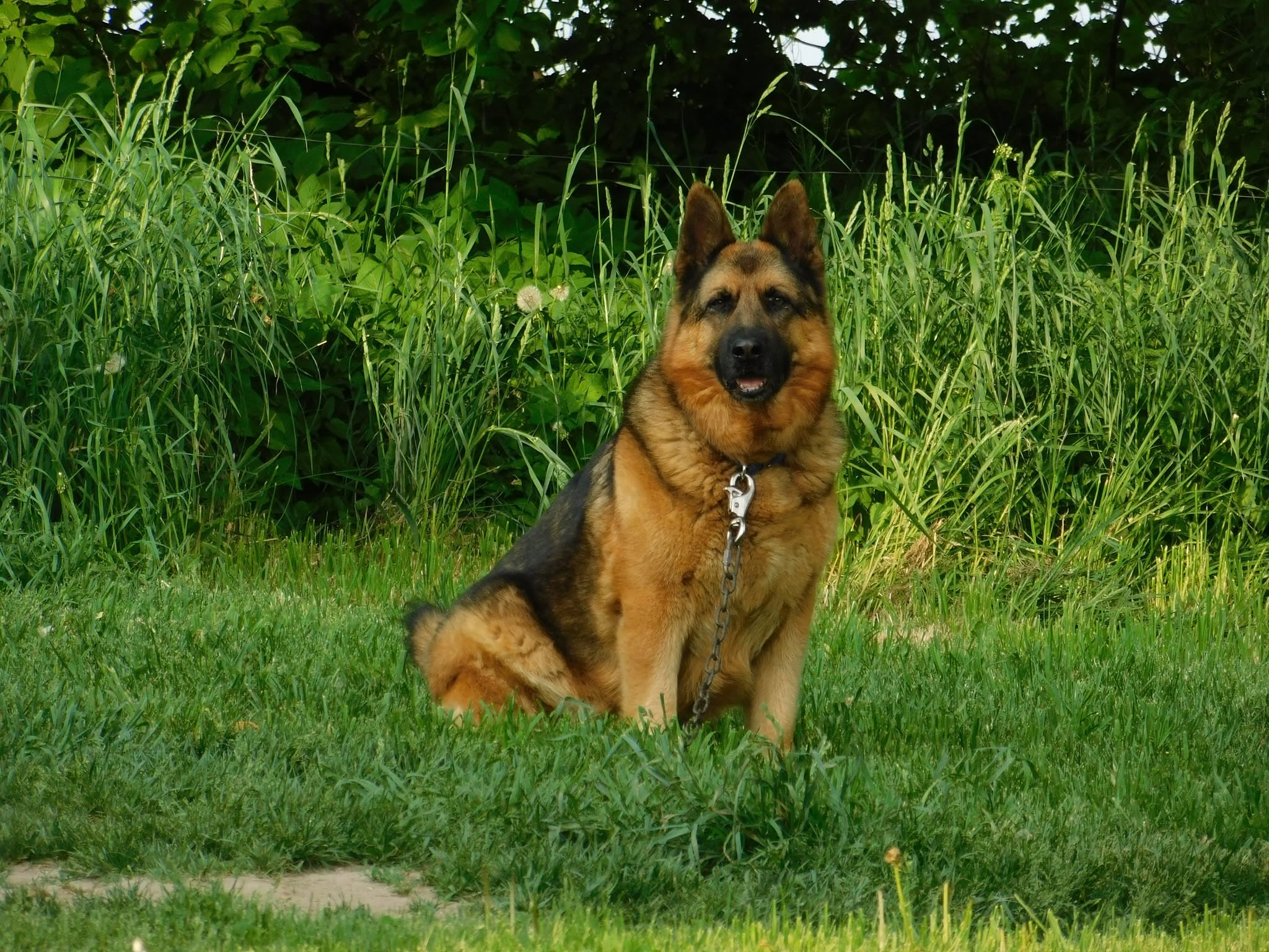 Lost Dog in Harriston