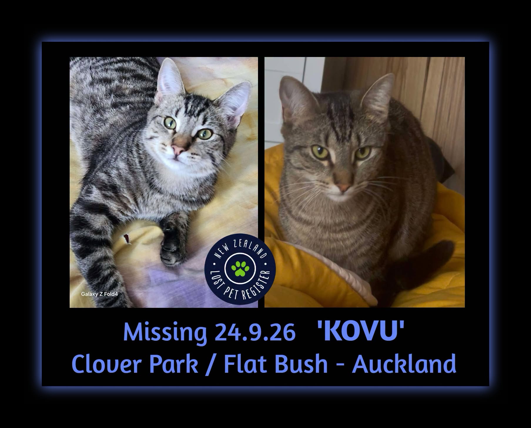 Lost cat