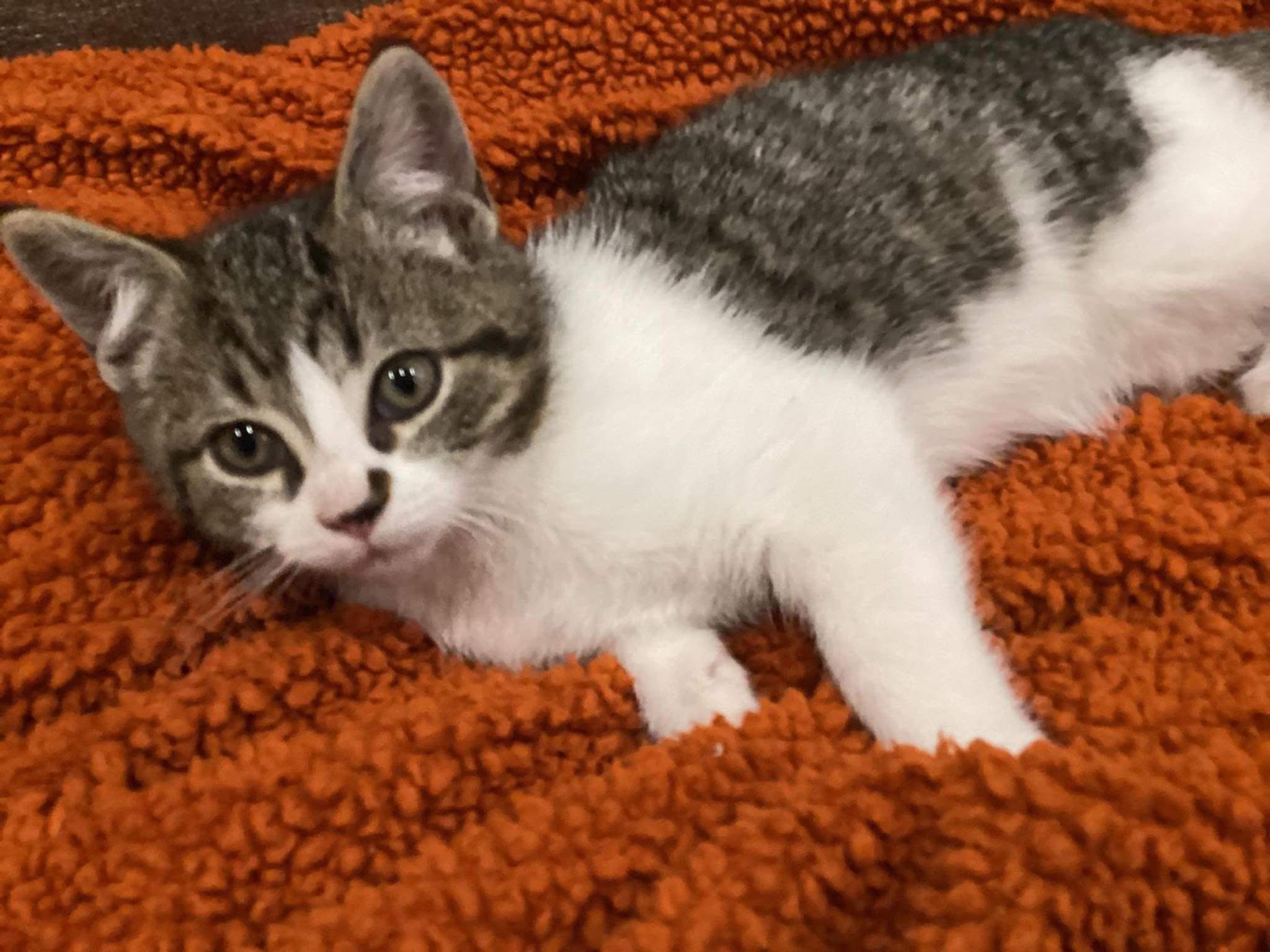 Found cat