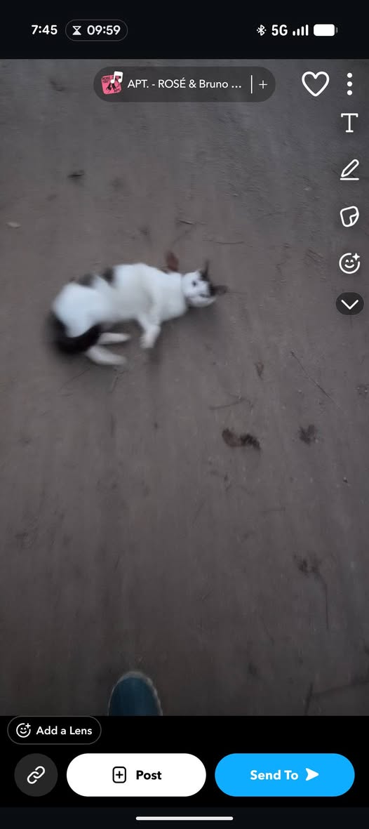 Found cat