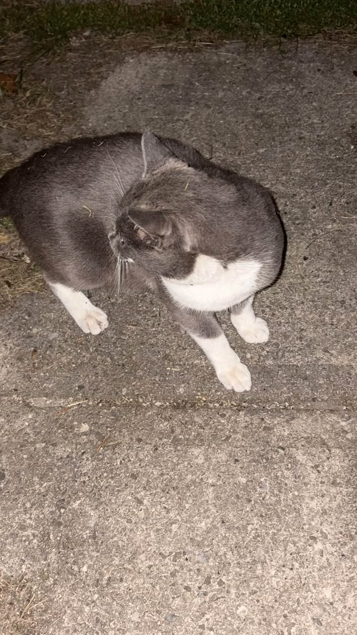 Found cat