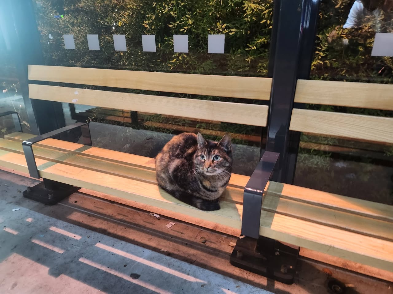Found Cat in Oslo