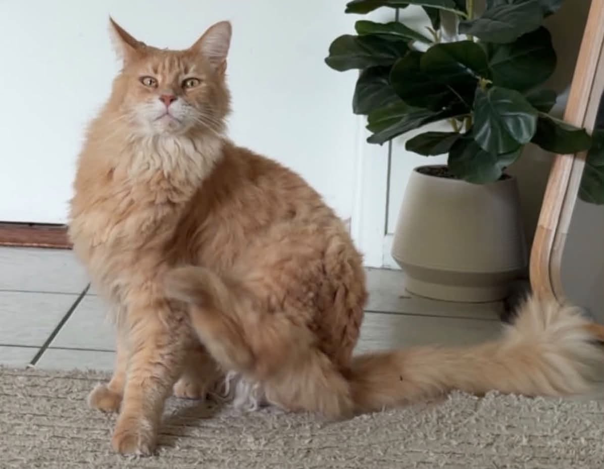 Lost Cat in Ourimbah