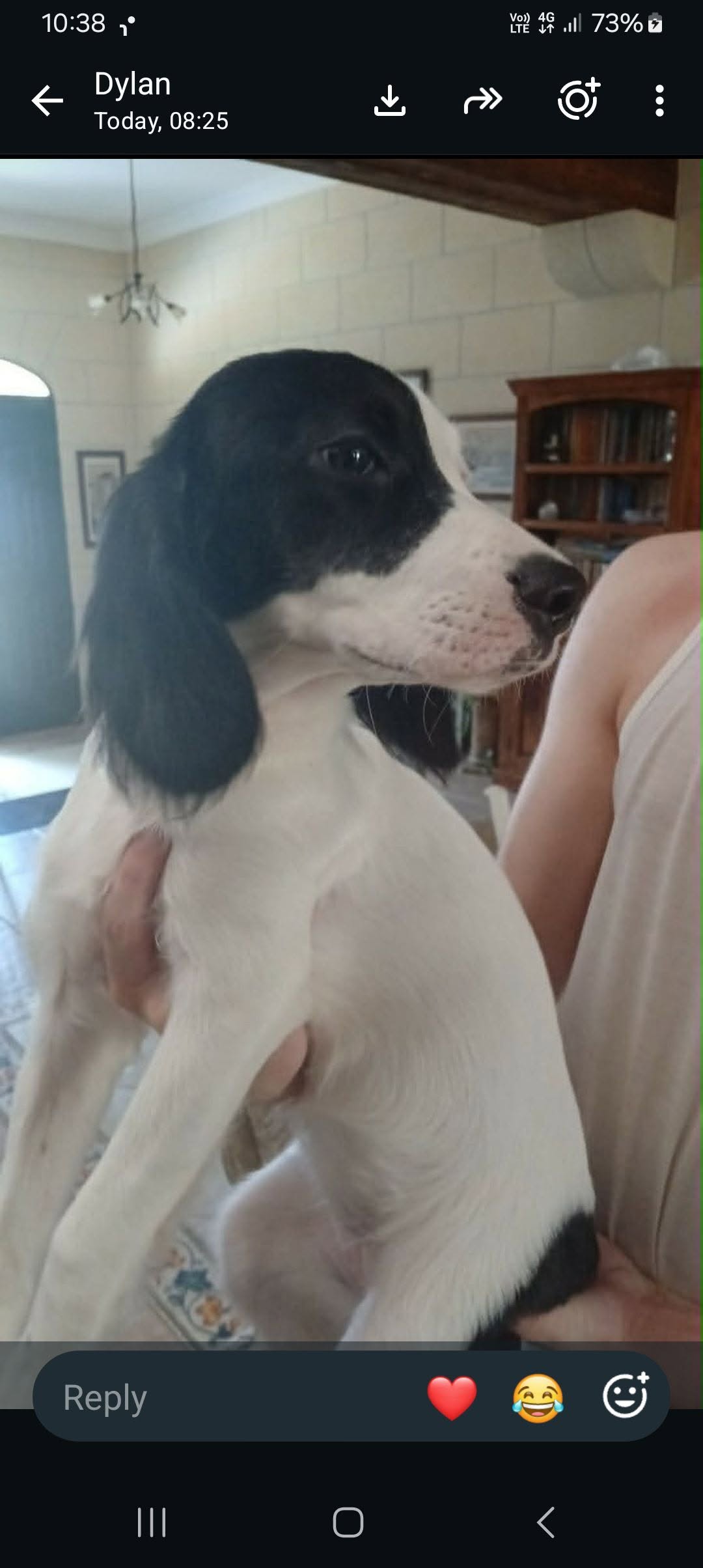 Lost dog