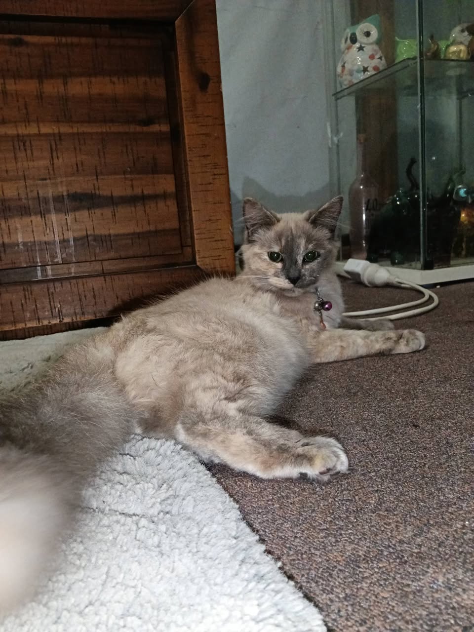 Lost Cat in Ballarat