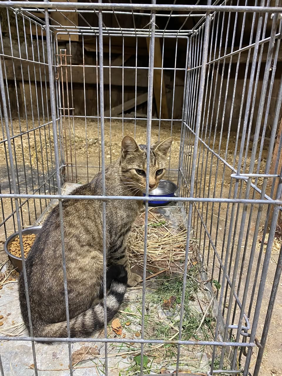 Found cat