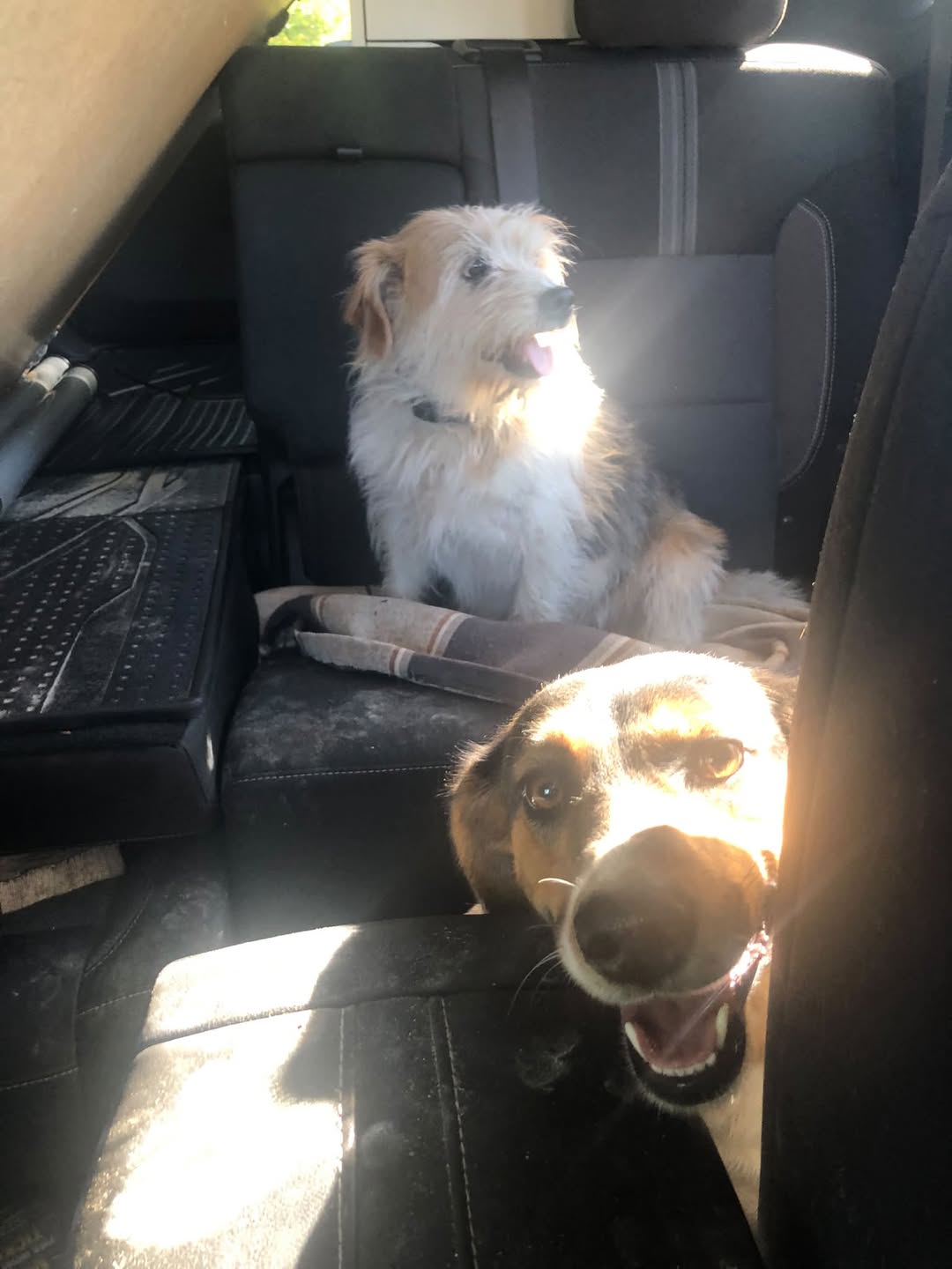 Found dog
