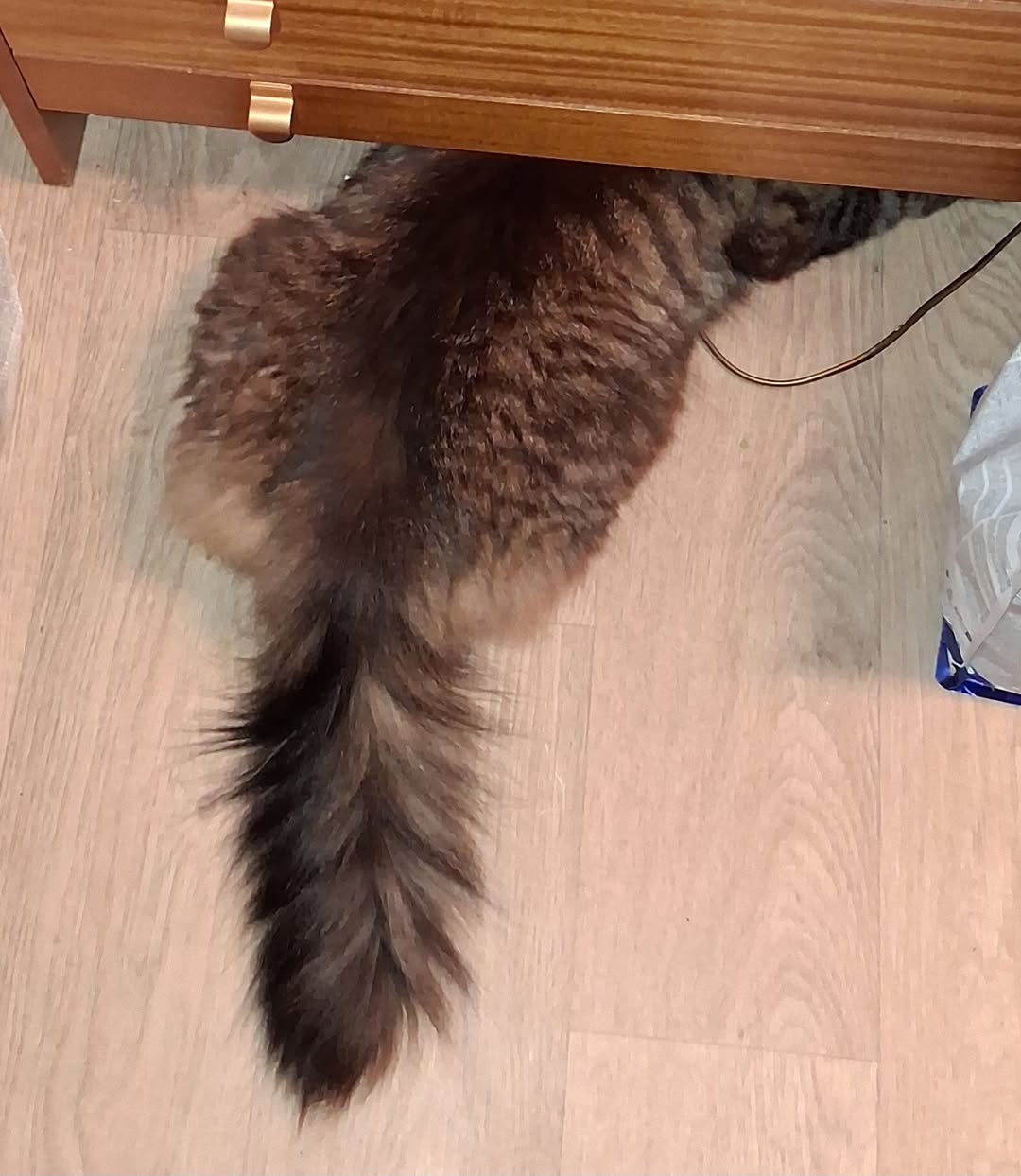 Lost Cat in Fredrikstad