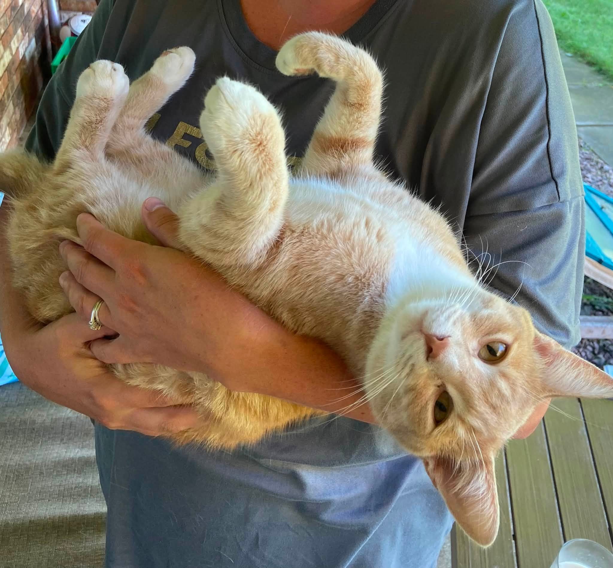 Lost Cat in Southwest Middlesex