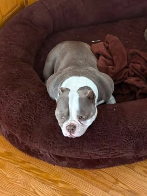 Lost dog