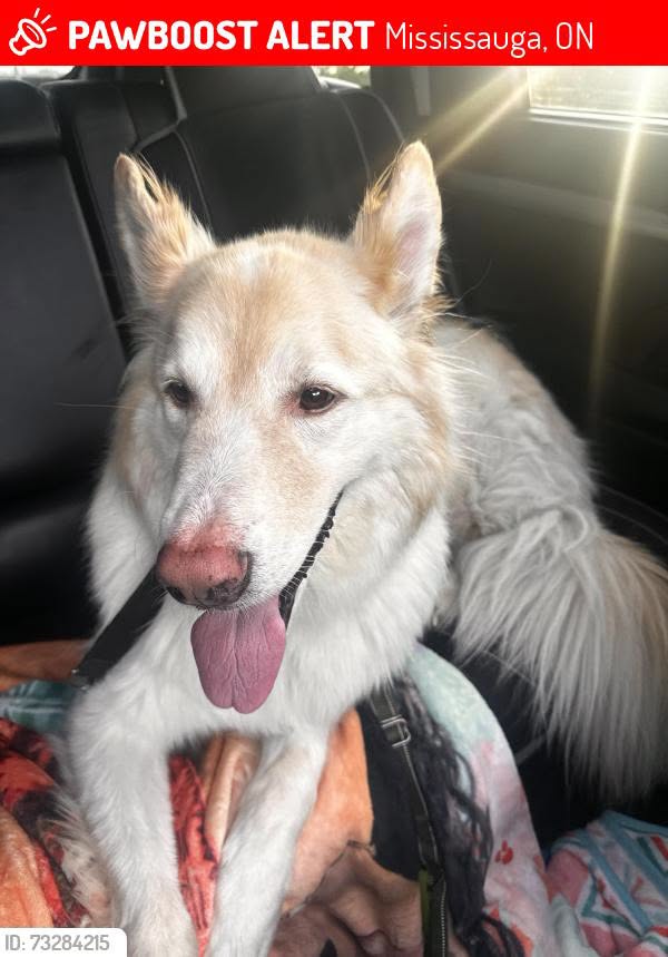 Lost dog