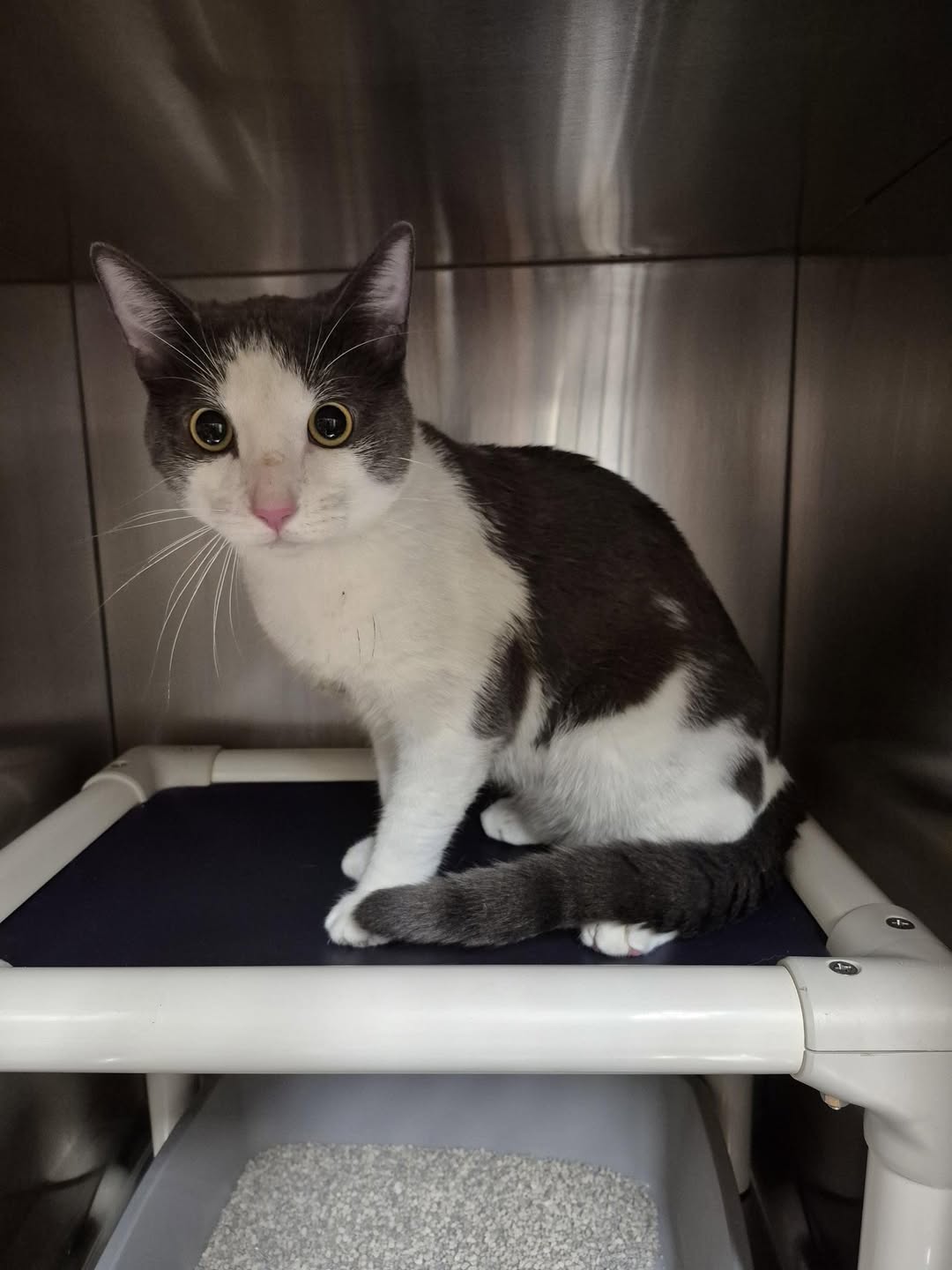 Found cat