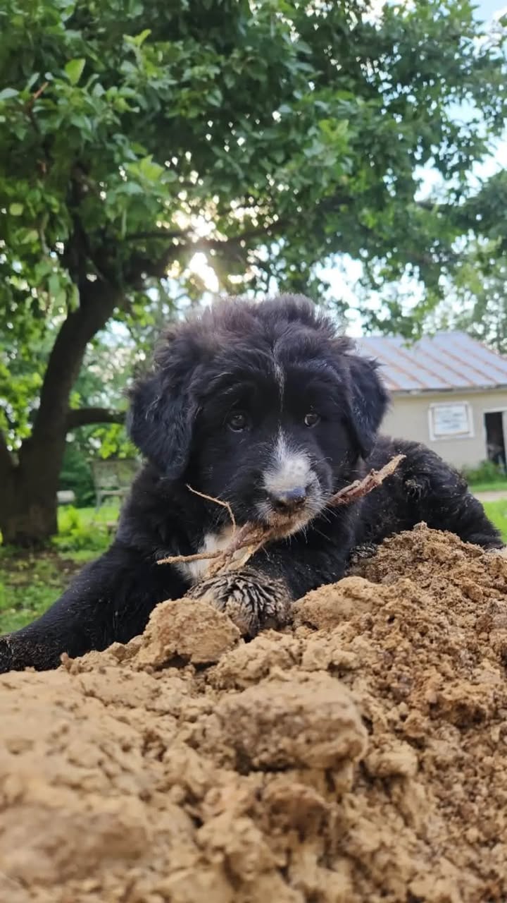 Lost Dog in Walkerton