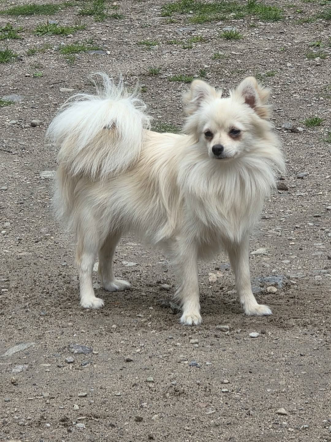 Lost Dog in Hornset