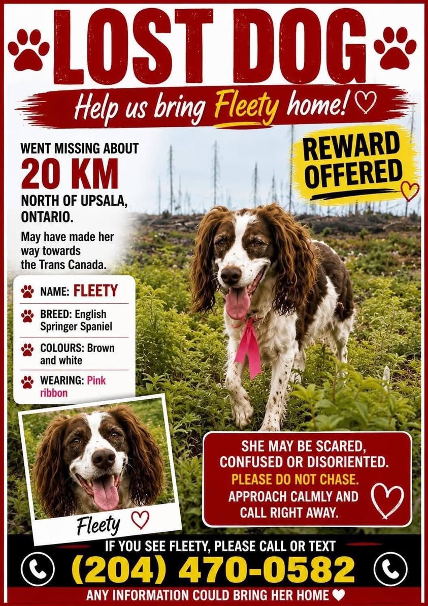 Lost dog