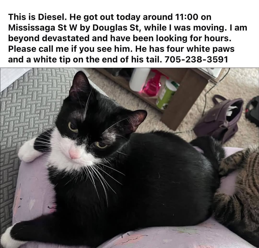 Lost Cat in Orillia