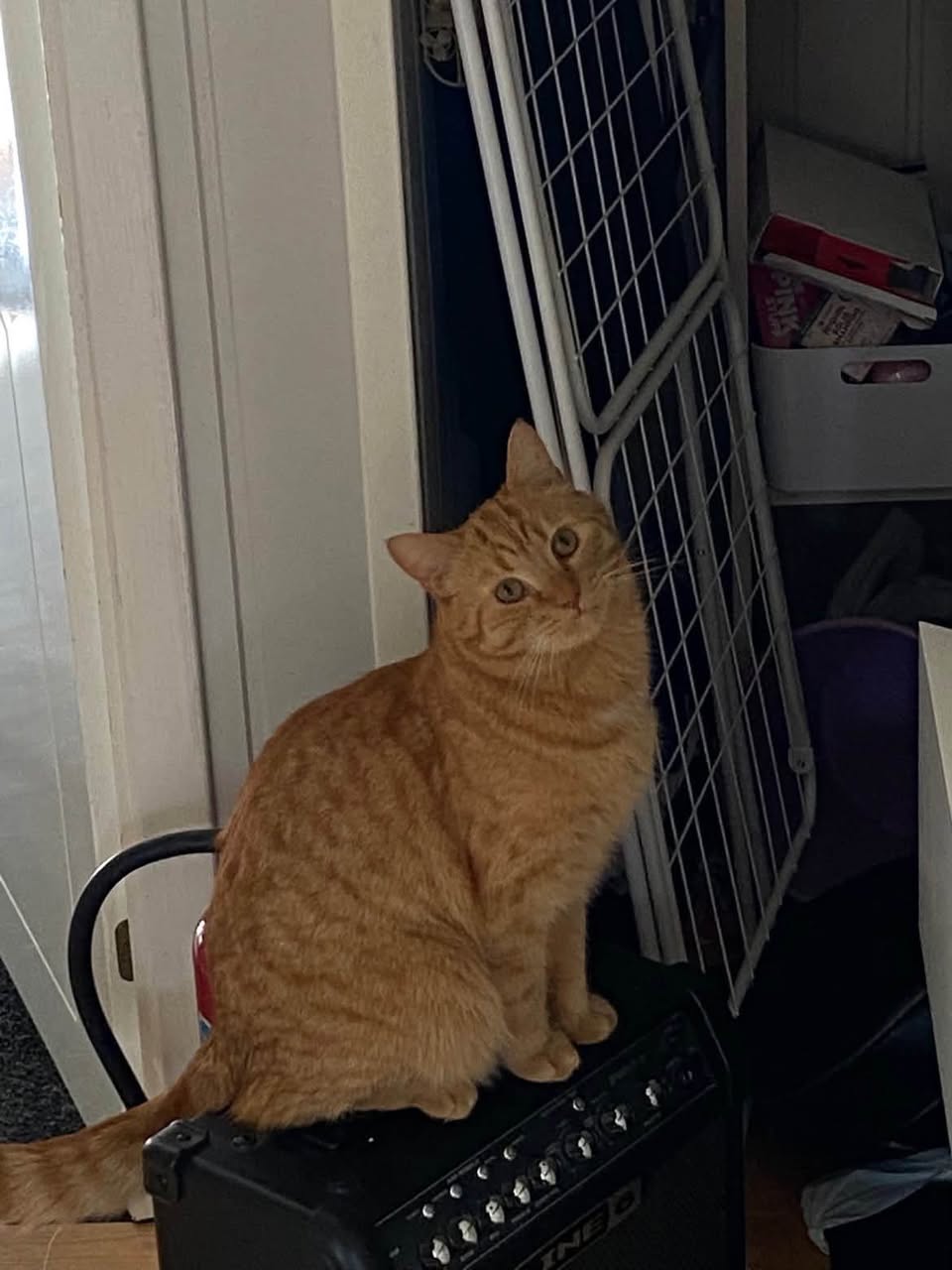 Lost Cat in Holmestrand
