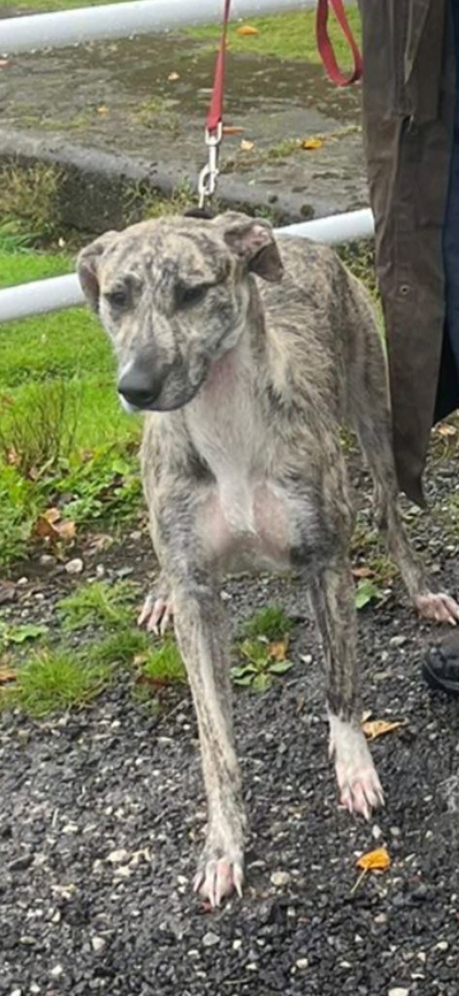 Lost dog