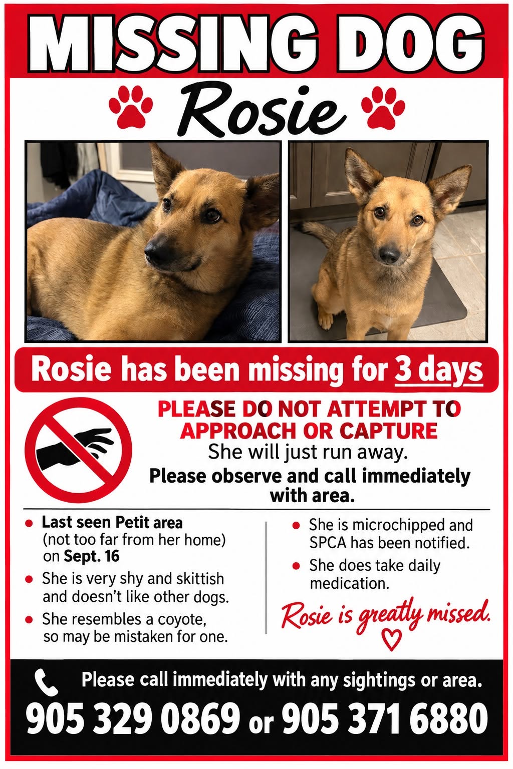 Lost dog