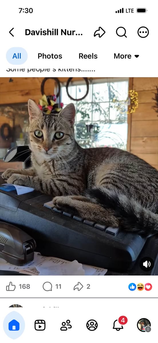 Lost Cat in Hanover