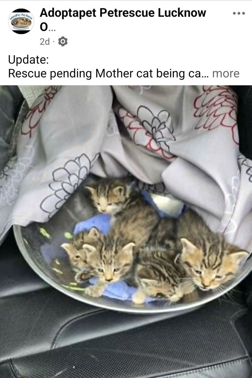 Lost cat