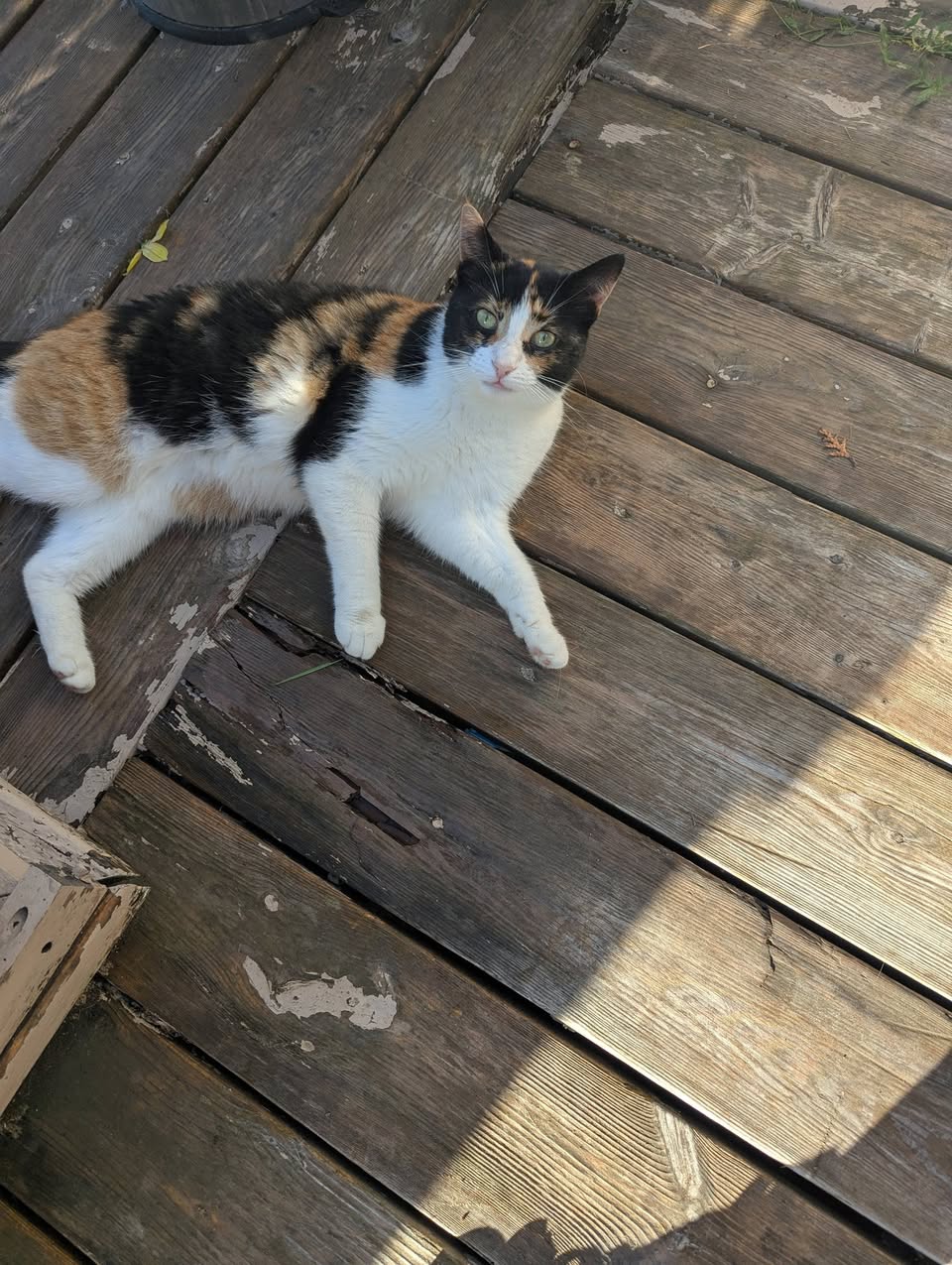 Found cat