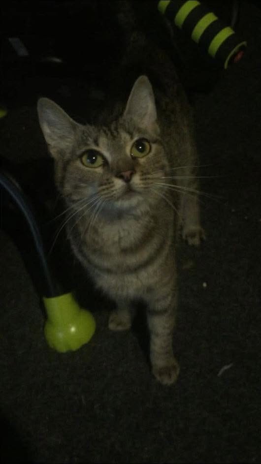 Found cat