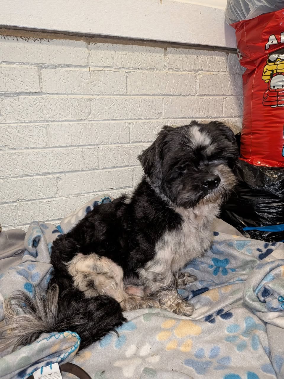 Found Dog in Gary