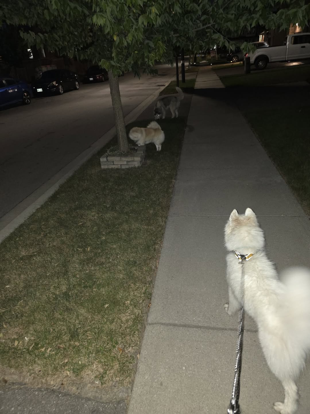 Found dog
