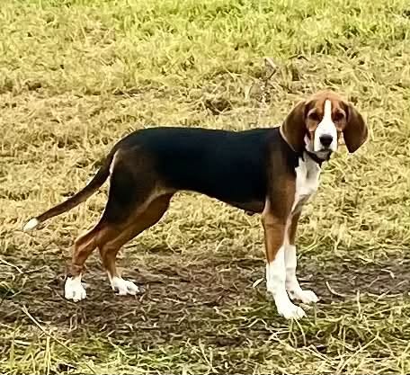 Lost Dog in Valdres