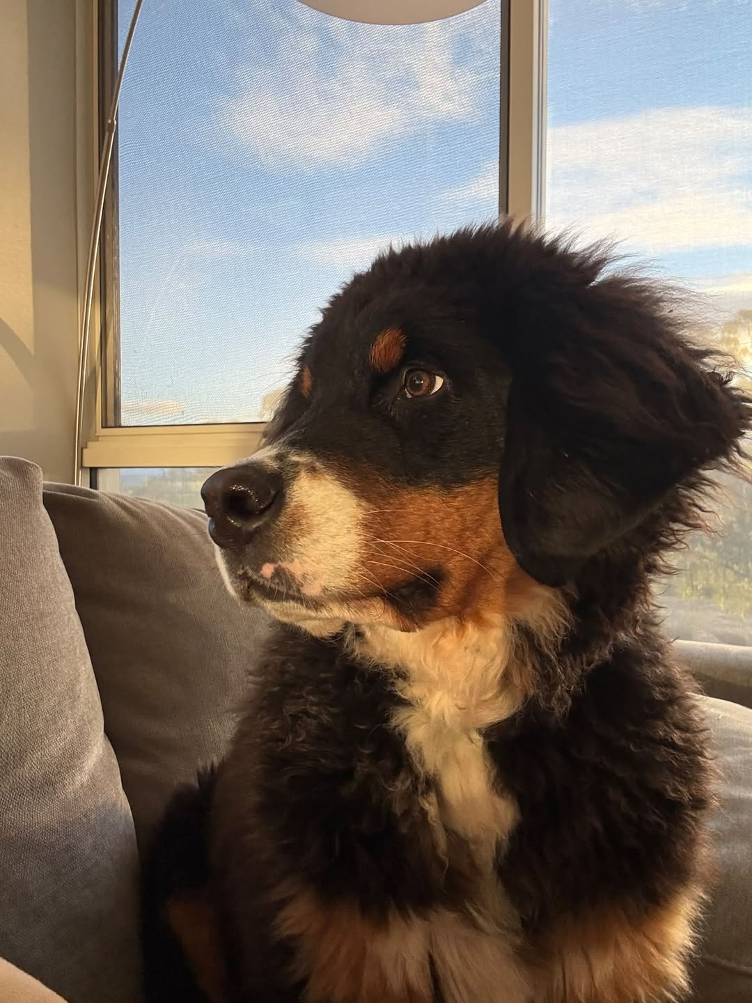 Lost dog
