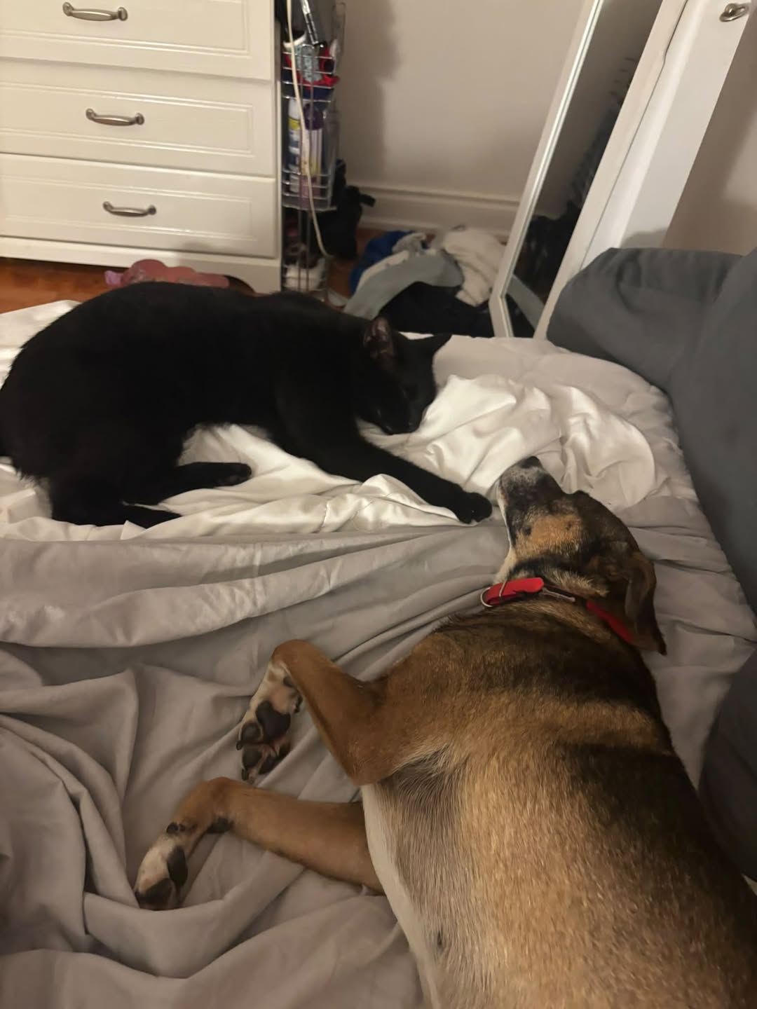 Lost Cat in Applewood Acres
