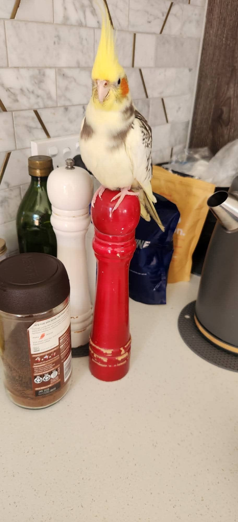 Lost bird