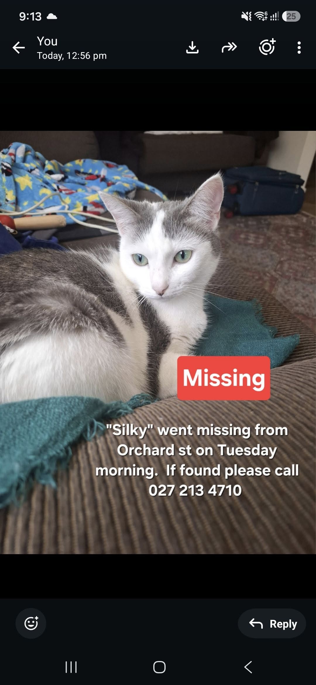 Lost cat
