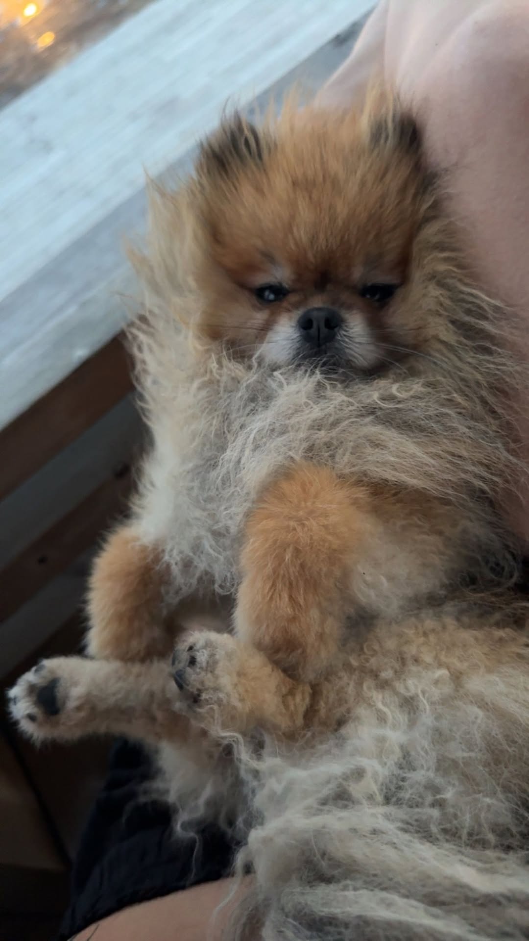 Lost Dog in Oslo