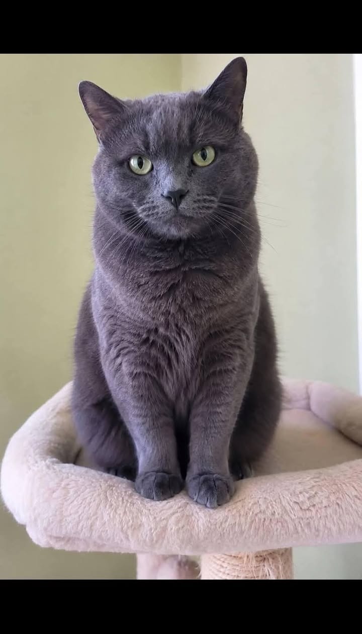 Lost Cat in Hamilton