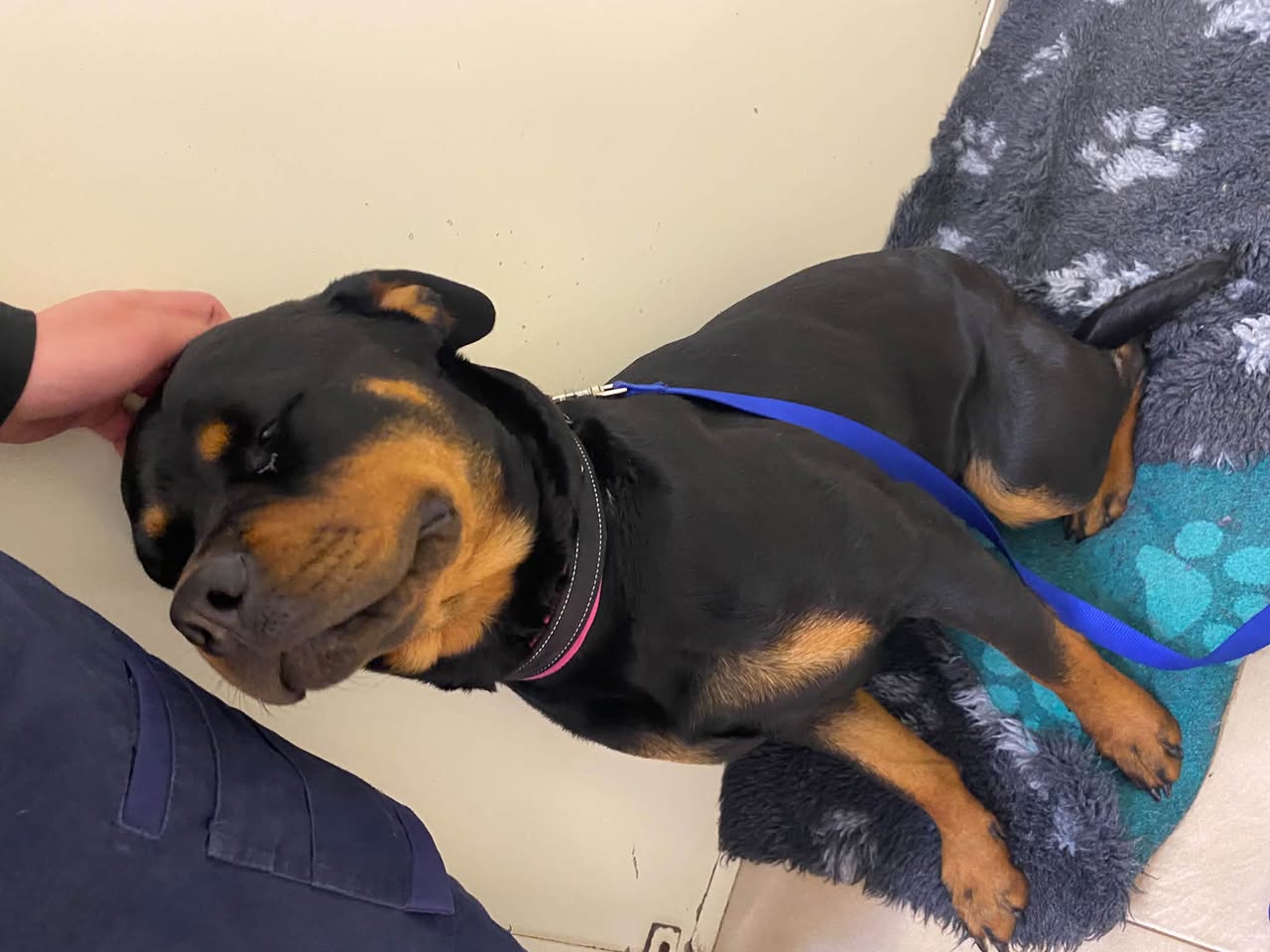 Found dog