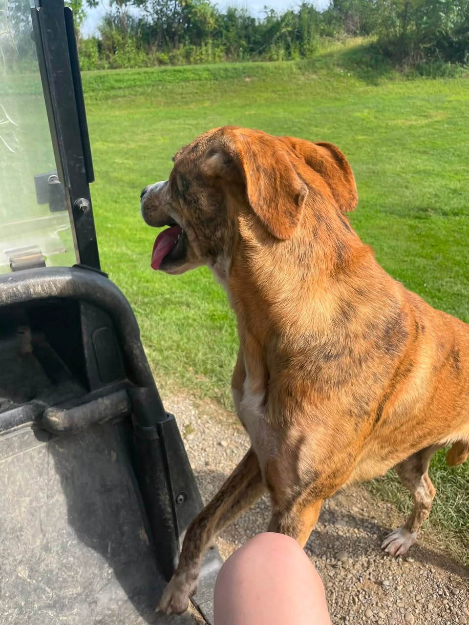 Found Dog in Murrysville