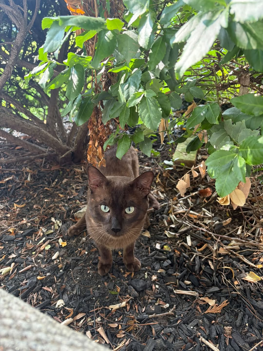 Found cat