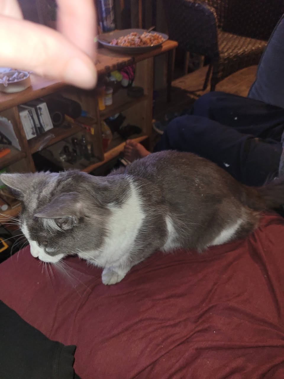 Lost Cat in Gage And Beach Area