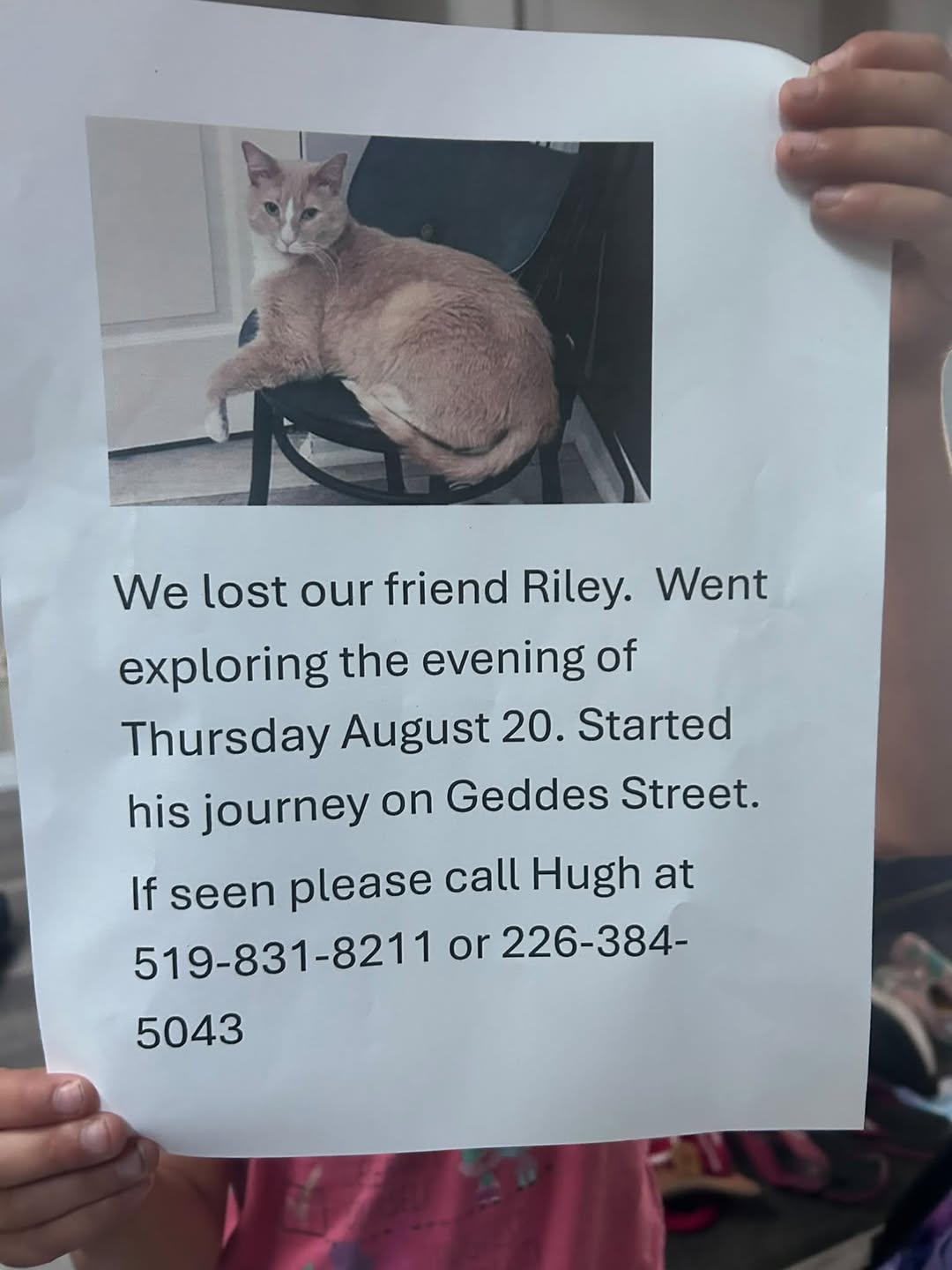 Lost Cat in Elora