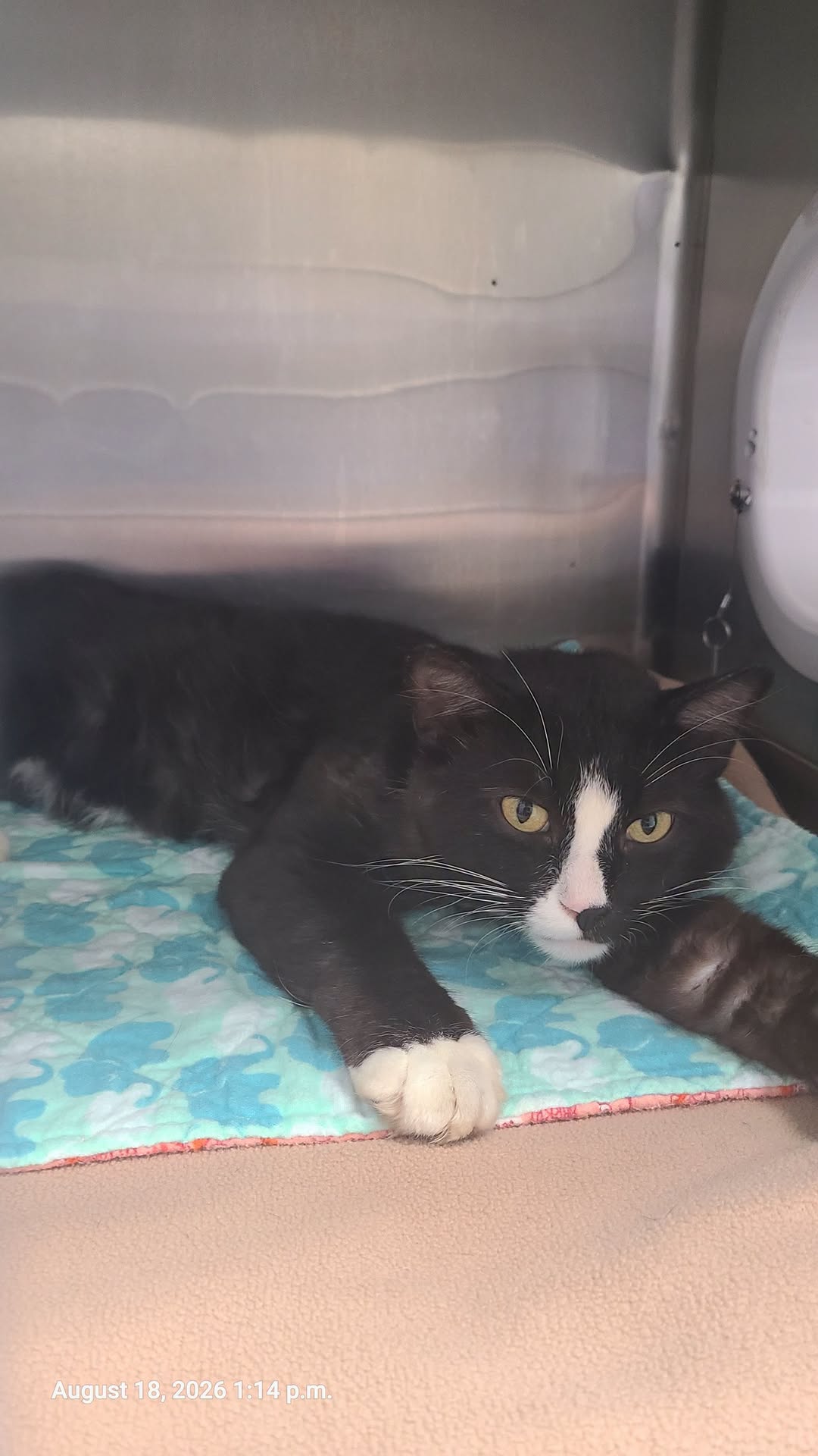Found cat