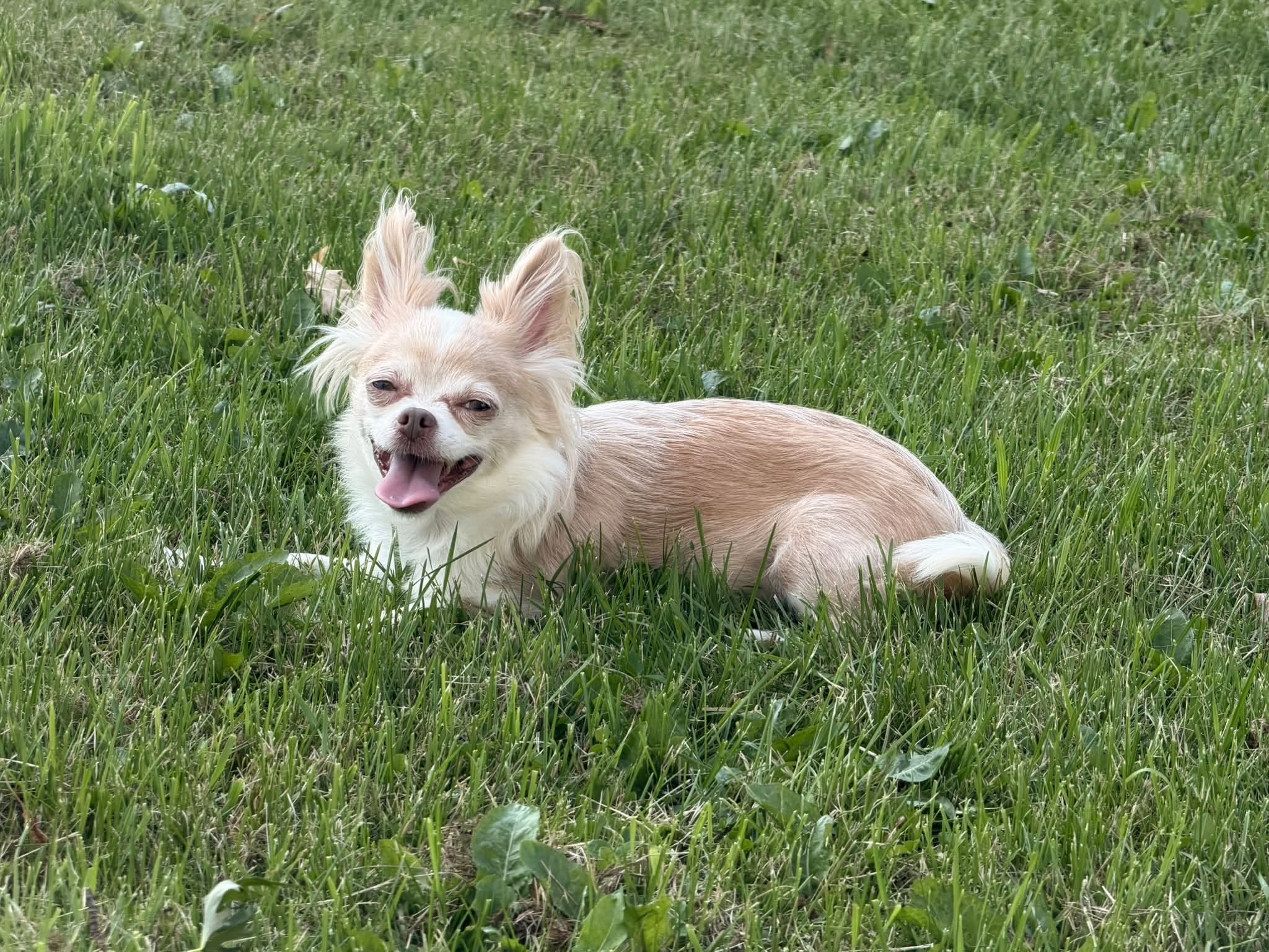 Lost Dog in Beeton