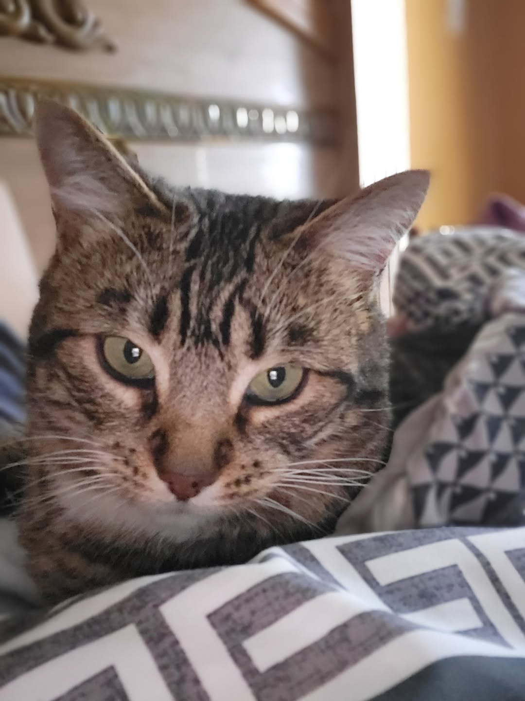 Lost Cat in Val Caron