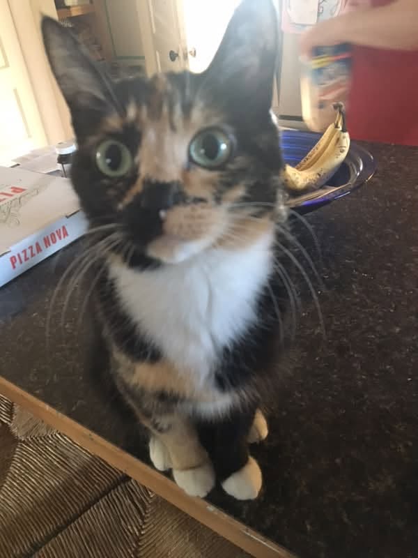 Lost Cat in Hillside